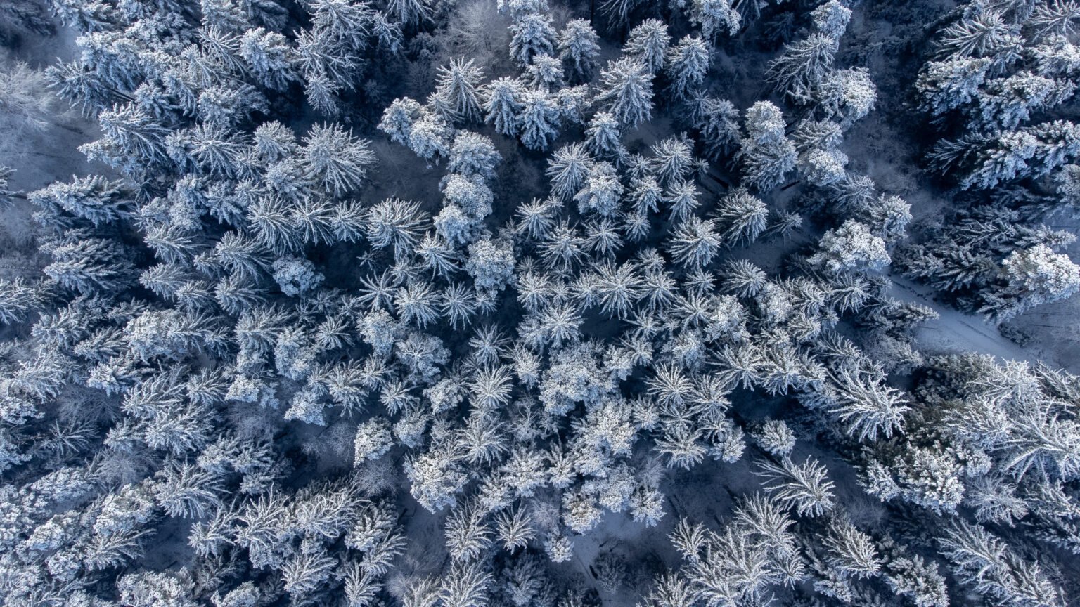 Luftbild Landschaft verschneiter Wald im Winter in Winterthur